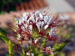 Clammyweed