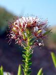 Clammyweed