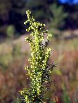 Green Sagewort