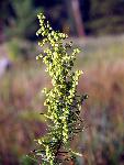 Green Sagewort