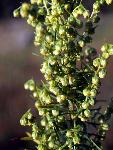 Green Sagewort