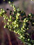 Green Sagewort