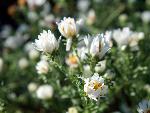 White Prairie Aster