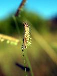 Blue Grama