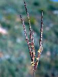 Big Bluestem