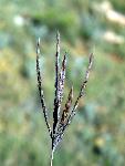 Big Bluestem