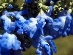 Blue Sage