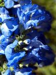 Blue Sage