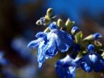 Blue Sage