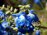 Blue Sage