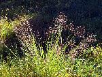 Switchgrass