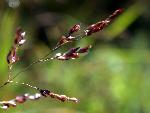 Switchgrass