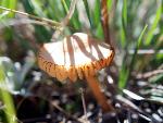 Marasmius oreades