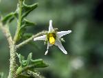 Cutleaf Nightshade