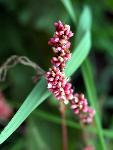 Marsh Smartweed