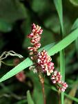 Marsh Smartweed