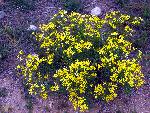 Riddell's Ragwort