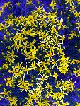 Riddell's Ragwort