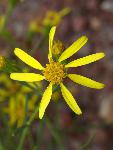 Riddell's Ragwort