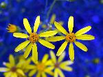 Riddell's Ragwort