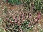 Russian Thistle