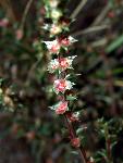 Russian Thistle