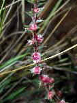 Russian Thistle