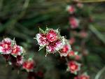 Russian Thistle