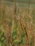 Little Bluestem
