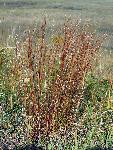 Little Bluestem