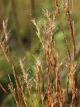 Little Bluestem