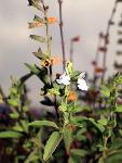 Marsh Skullcap