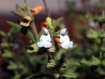 Marsh Skullcap