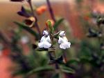 Marsh Skullcap