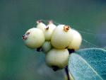 White Coralberry