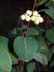 White Coralberry