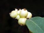 White Coralberry