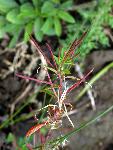 Fireweed