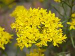 Broom Snakeweed