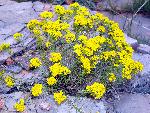 Broom Snakeweed