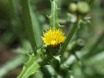 Distaff Thistle