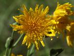 Field Sowthistle