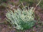 Fringed Sagewort