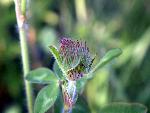 Red Clover