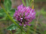 Red Clover
