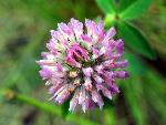 Red Clover