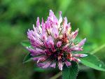 Red Clover