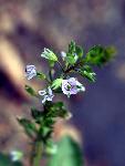 Water Speedwell