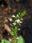 Water Speedwell