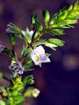 Water Speedwell